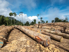Consequences of deforestation and biodiversity loss