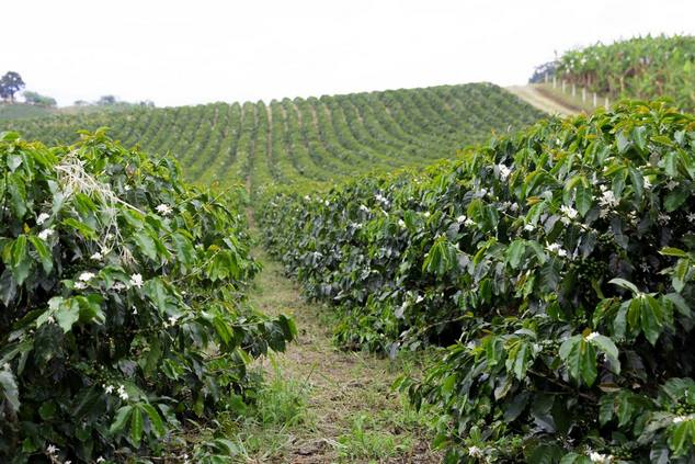 Coffee Farm in Kaffa, Ethiopia.