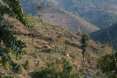 Deforestation