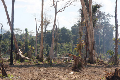 Charred and still smoking forest in Laos