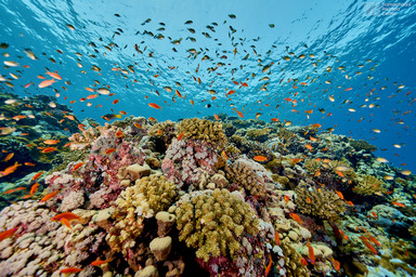 Red Sea corals