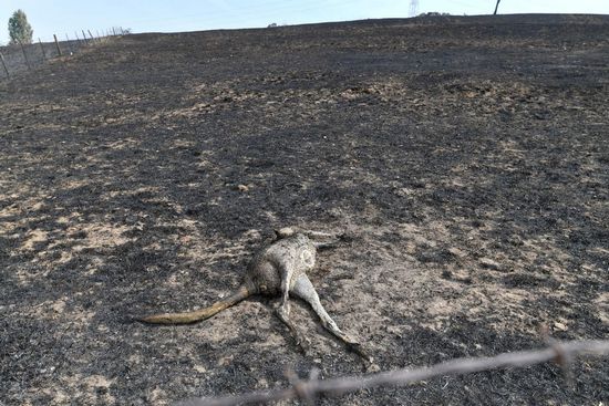 A dead kangaroo lies on a burnt farm in Batlow