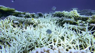 Massive bleaching of the coral on the northern end of the Great Barrier Reef