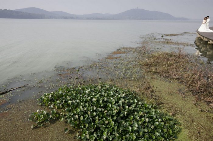 Pollution of Lake Tai, China