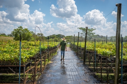 Restoring the Atlantic Forest is part of the strategy to maintain water security for millions of Brazilians. Photo: UNEP/Luca Messer
