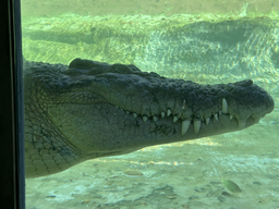 The alligator farm contributes to the Center for Reproduction of Endangered Species (CRES) by providing bone and skin tissue