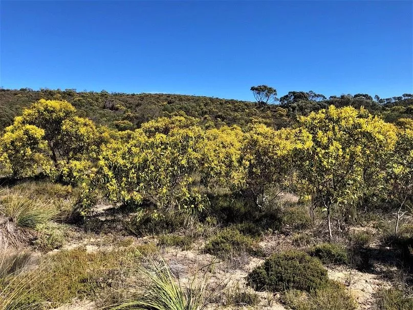 Mount Sandy conservation project, Australia