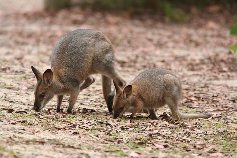The Great Australian Desert is home to some of the most unique and isolated creatures on the planet