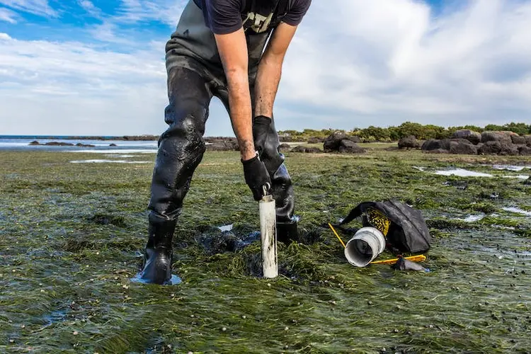 Researcher assessing carbon sequestration rates of a tidal seagrass bed in Williamstown, Victoria