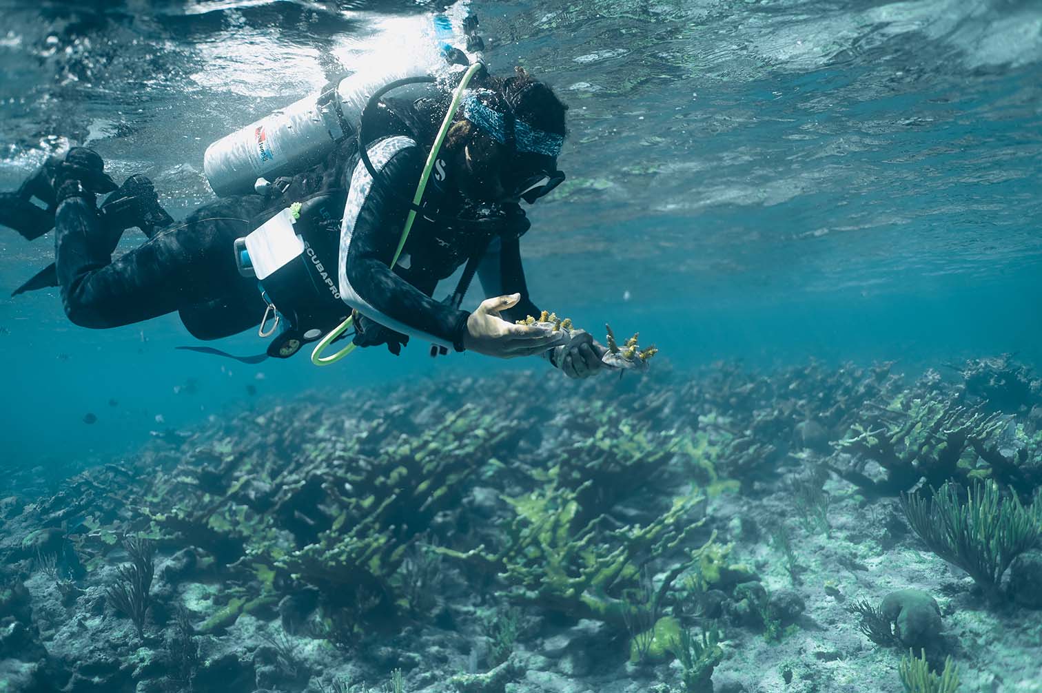 Coral reefs
