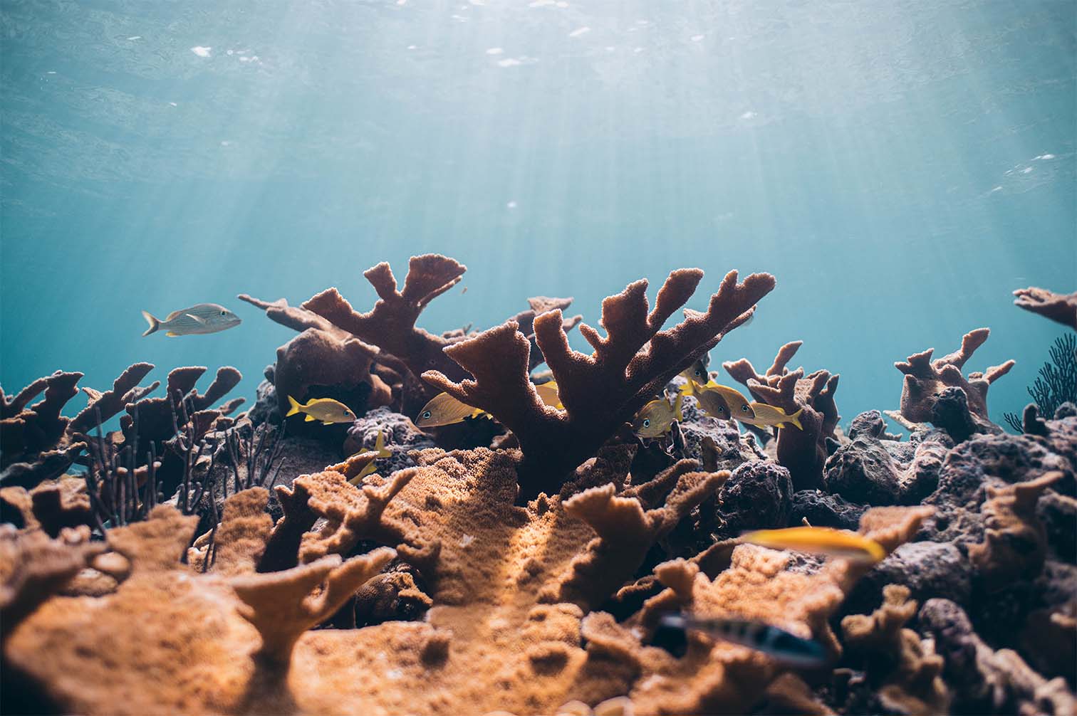 Coral reefs