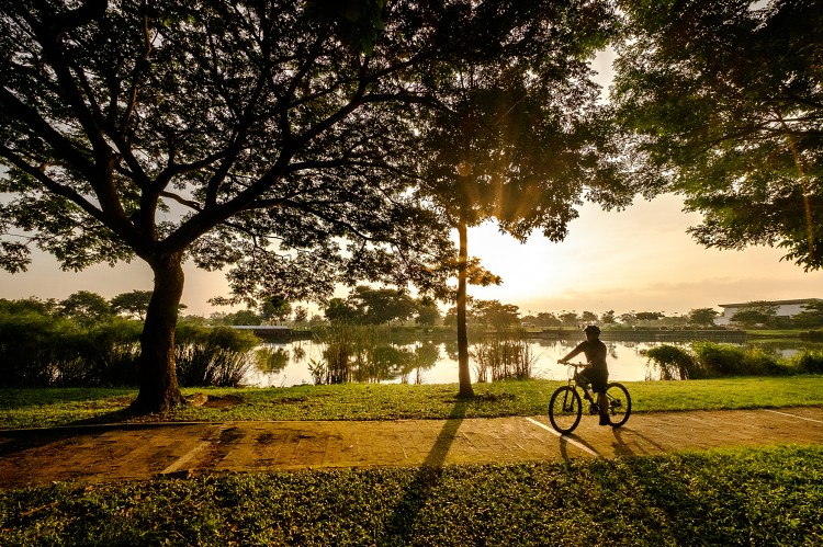 urban forests and trees can reduce air temperature by up to 8 degrees Celsius, reduce the costs of air conditioning by up to 40 percent