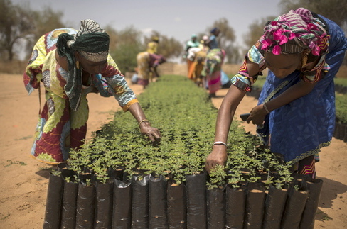 Senegalese villagers working in a tree nursery forming part of the Great Green Wall.