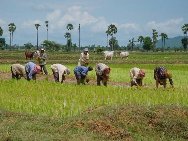Picture of Angkor Bio Cogen Rice Husk Power Project