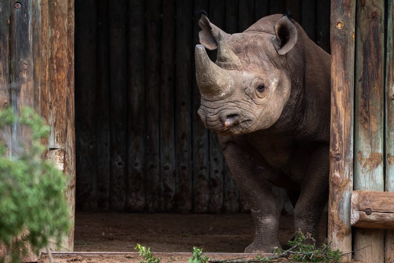 A black rhino stands in a boma