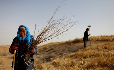 Li Lanying holds shoots of Huabang as she plants them with her family.