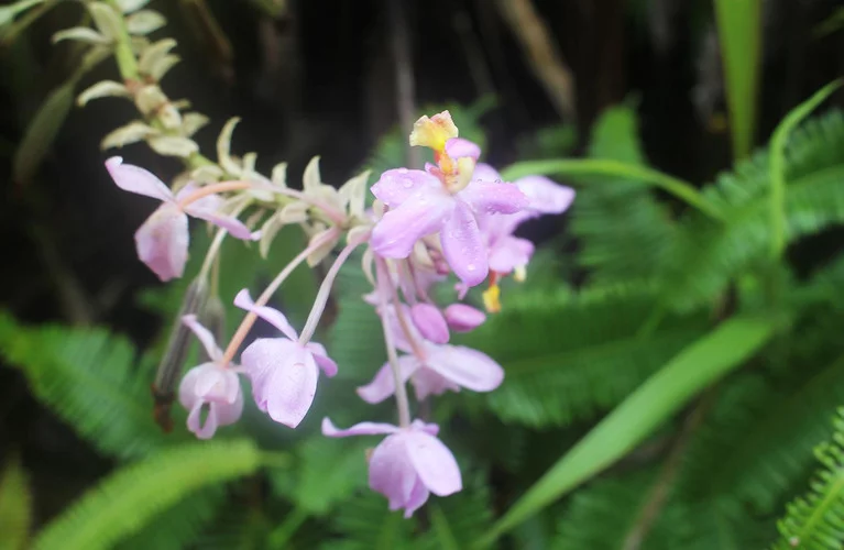 Vegetation in Drawa rainforest
