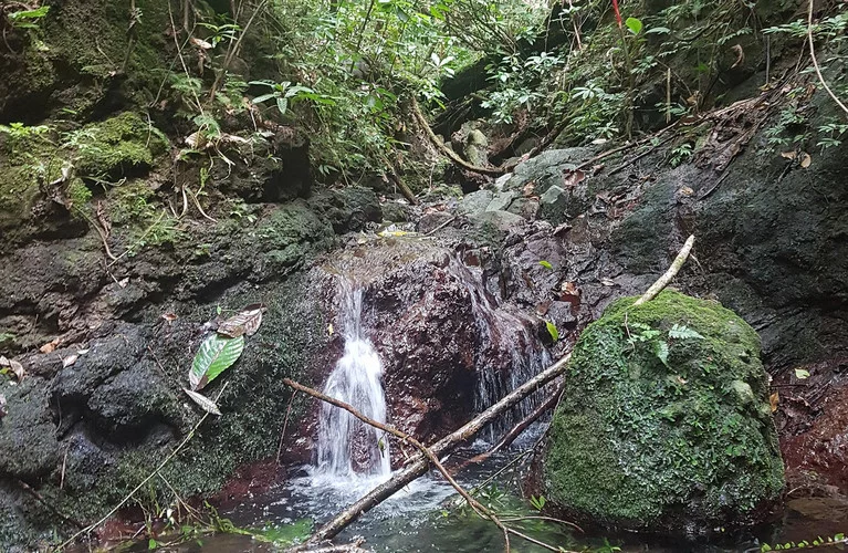 Drawa rainforest