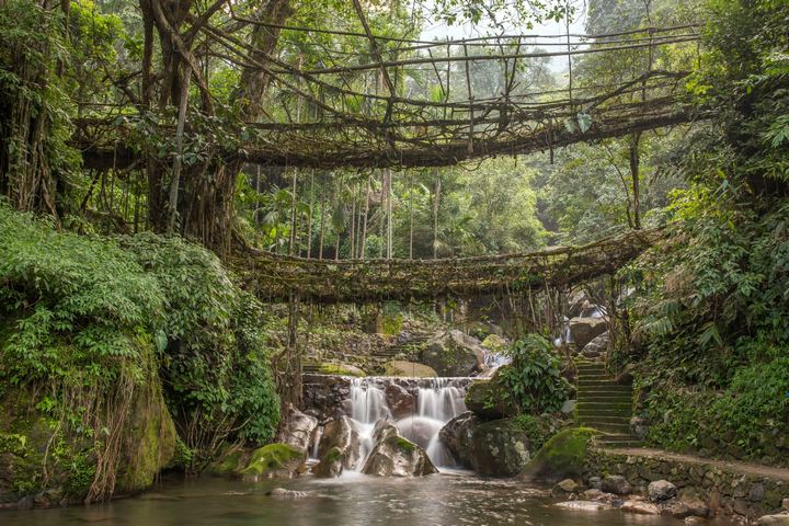 The living, green bridges of the Khasi Hills in north-east India