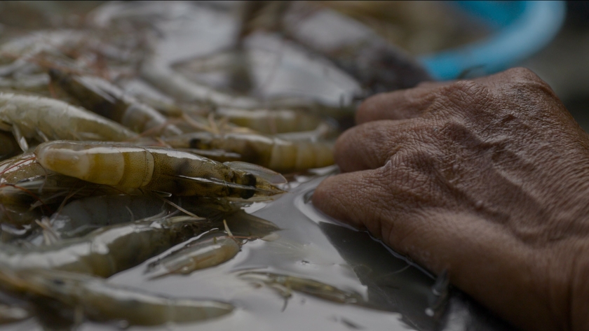 Fishers have found that mangroves can be a haven for shrimp and that planting the trees can boost their catch.