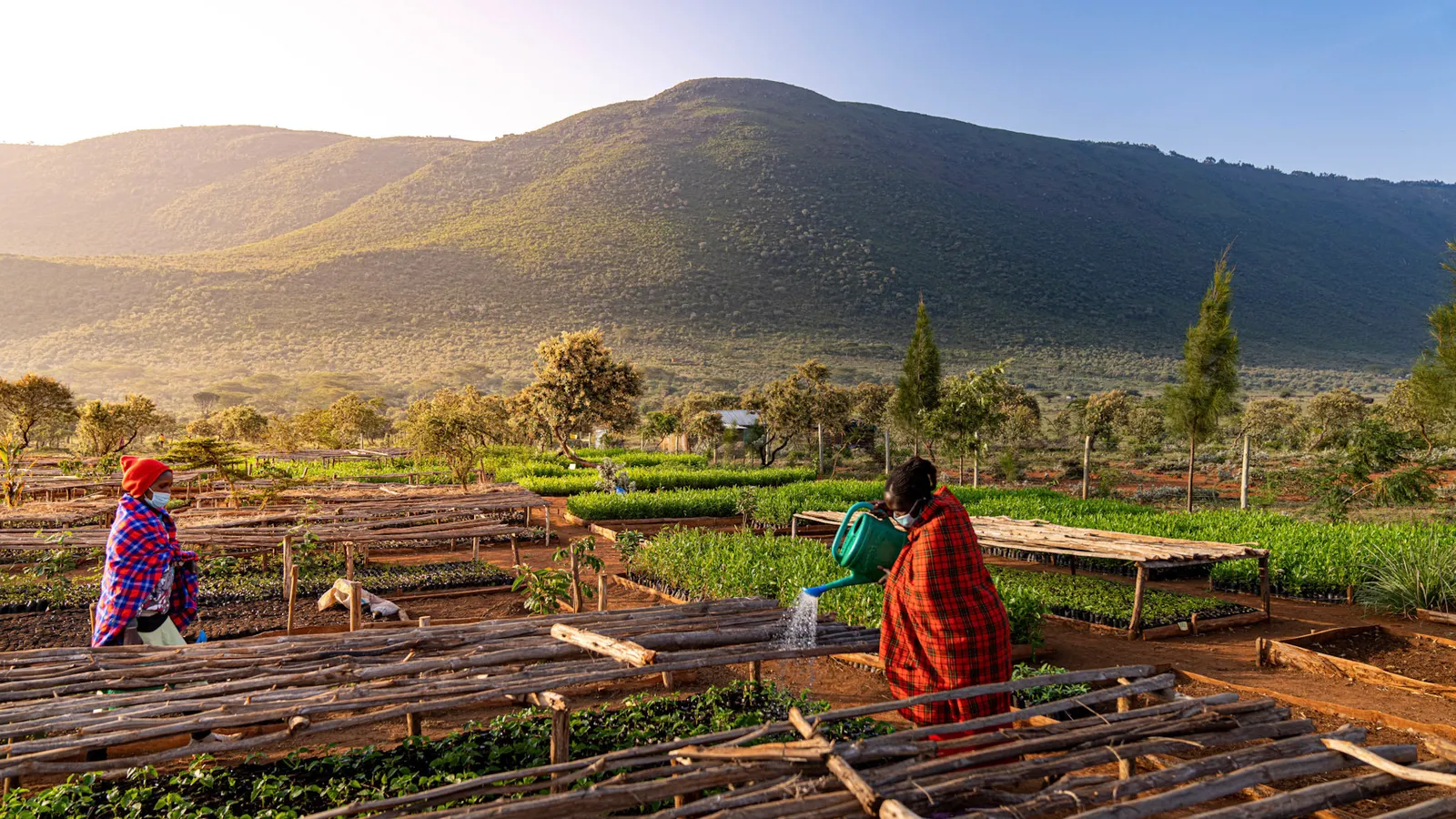 Reforesting Kijabe Forest, Kenya