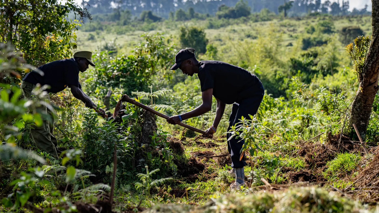 Conserving Kijabe Forest