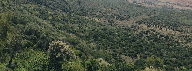 Aerial view of Kijabe forest