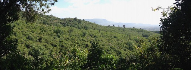 Part of Kijabe forest