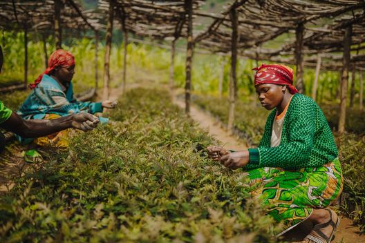 Restore Local, Africa