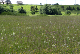Conservation of seminatural grasslands in Latvia