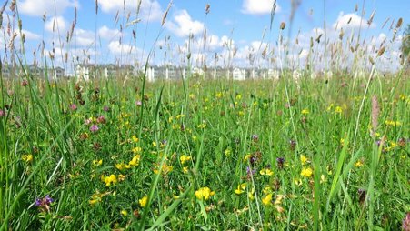 The Latvian Nature Foundation together with the Riga City Council and regional societies are creating urban meadows