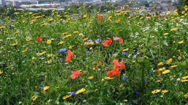 Urban meadows of Latvia