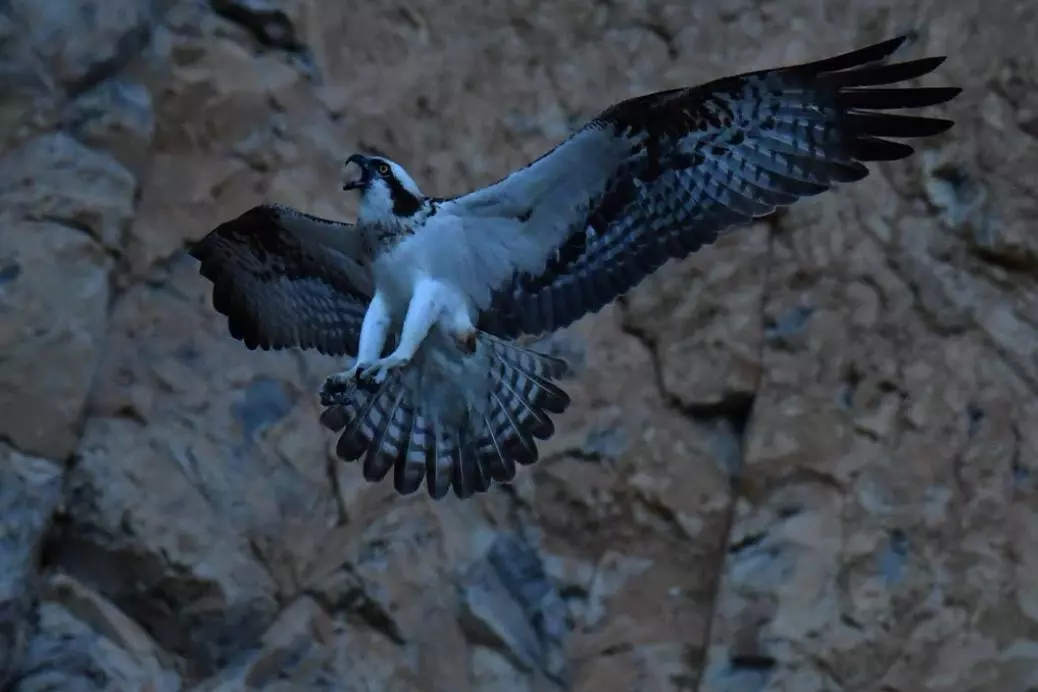 Preserving the ecosystem of the Al Hoceima National Park Marine Protected Area, Morocco