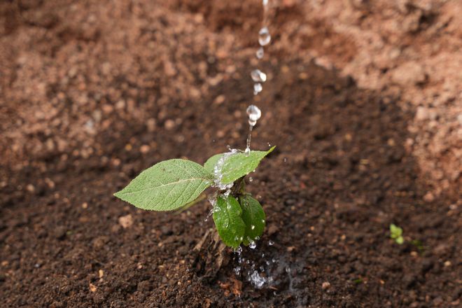 Reforestation efforts in Panama