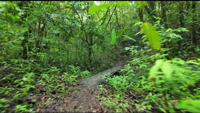 Snake Panama forests