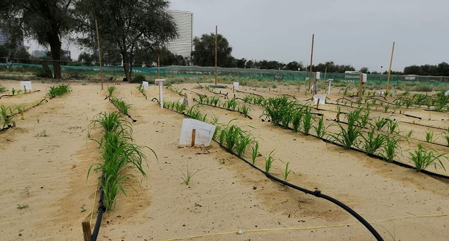 This plot in the UAE now grows corn in a place where little else grew before