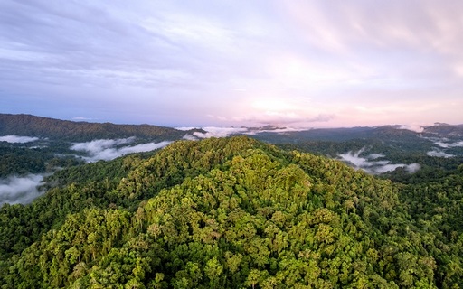The Babatana Rainforest Conservation Project