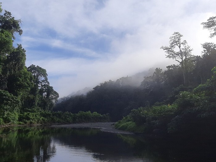 The Babatana Rainforest on the Solomon Islands