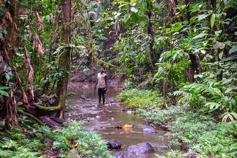The Babatana Rainforest on the Solomon Islands