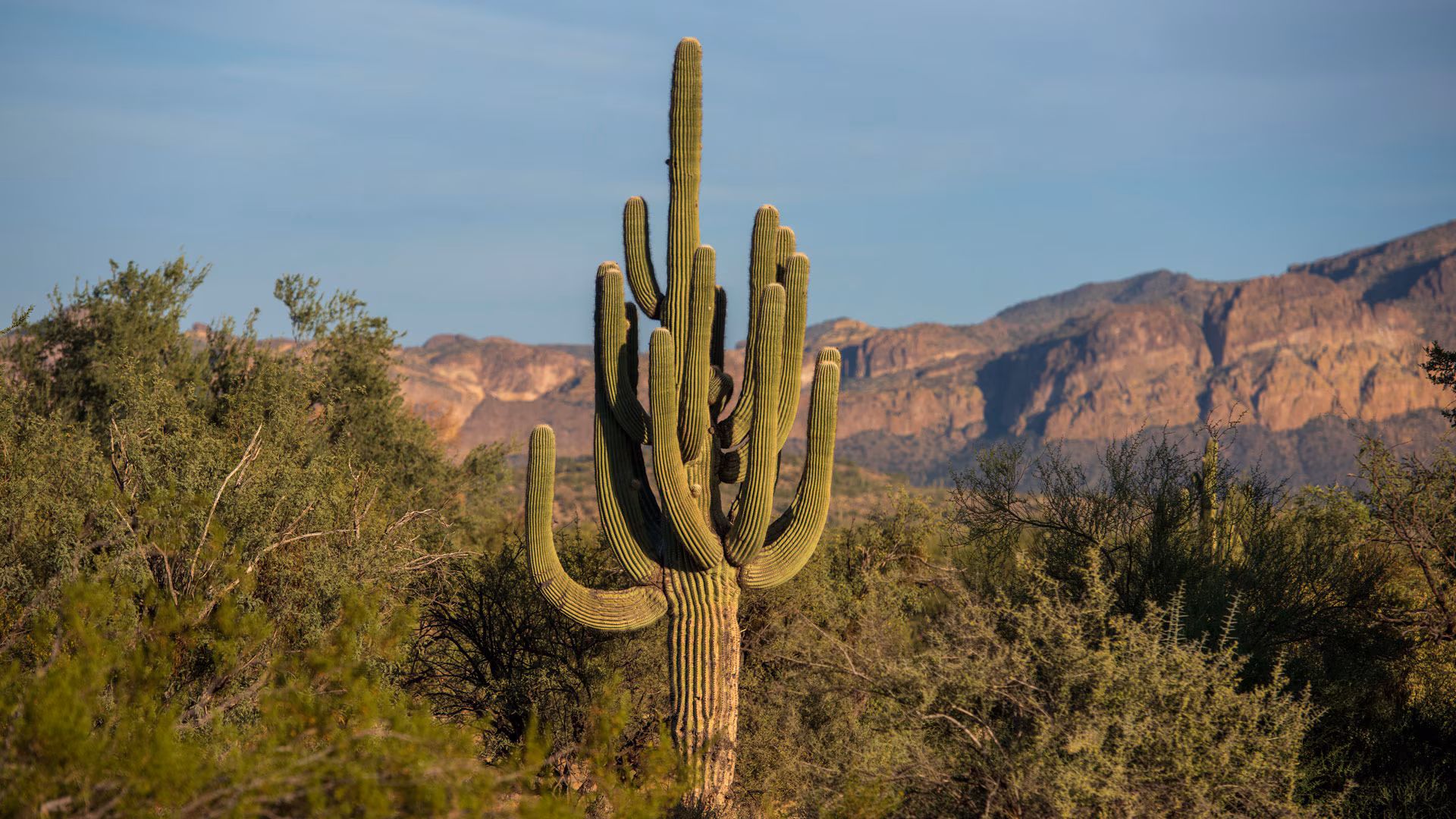 The saguaro cactus can reach around 15 metres (50 feet) in height and weigh over six tonnesx