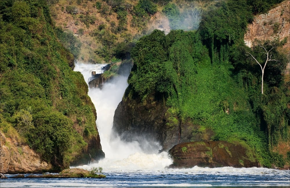 Uganda afforestation project