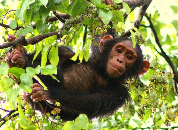 Bulindi chimpanzee