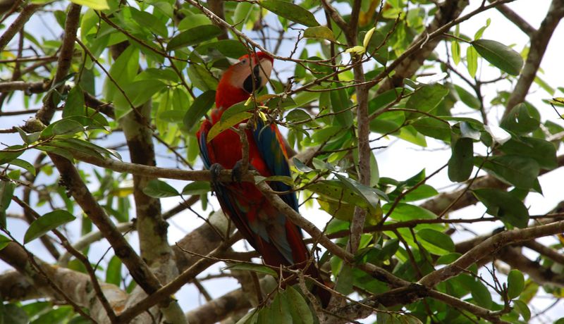 The project restores habitat for various species