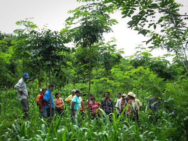 Taking Root workers