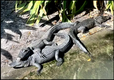 A group of crocodiles near the lagoon