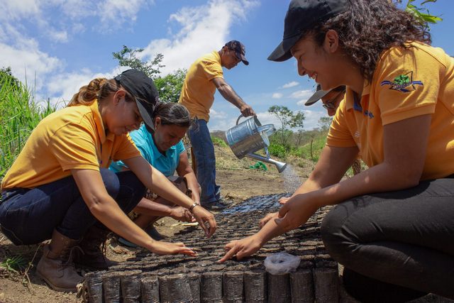 Taking root memebers preparing seedlings