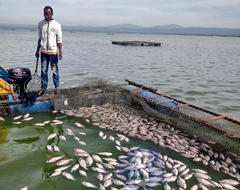 Dead fish being removed from the fish cages in Lake Victoria
