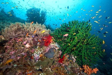 Coral Destruction In The Philippines