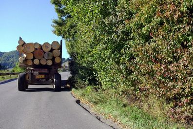 Occupiers steal Ukrainian forest.