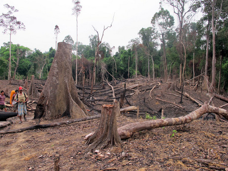 Deforestation in Bangladesh